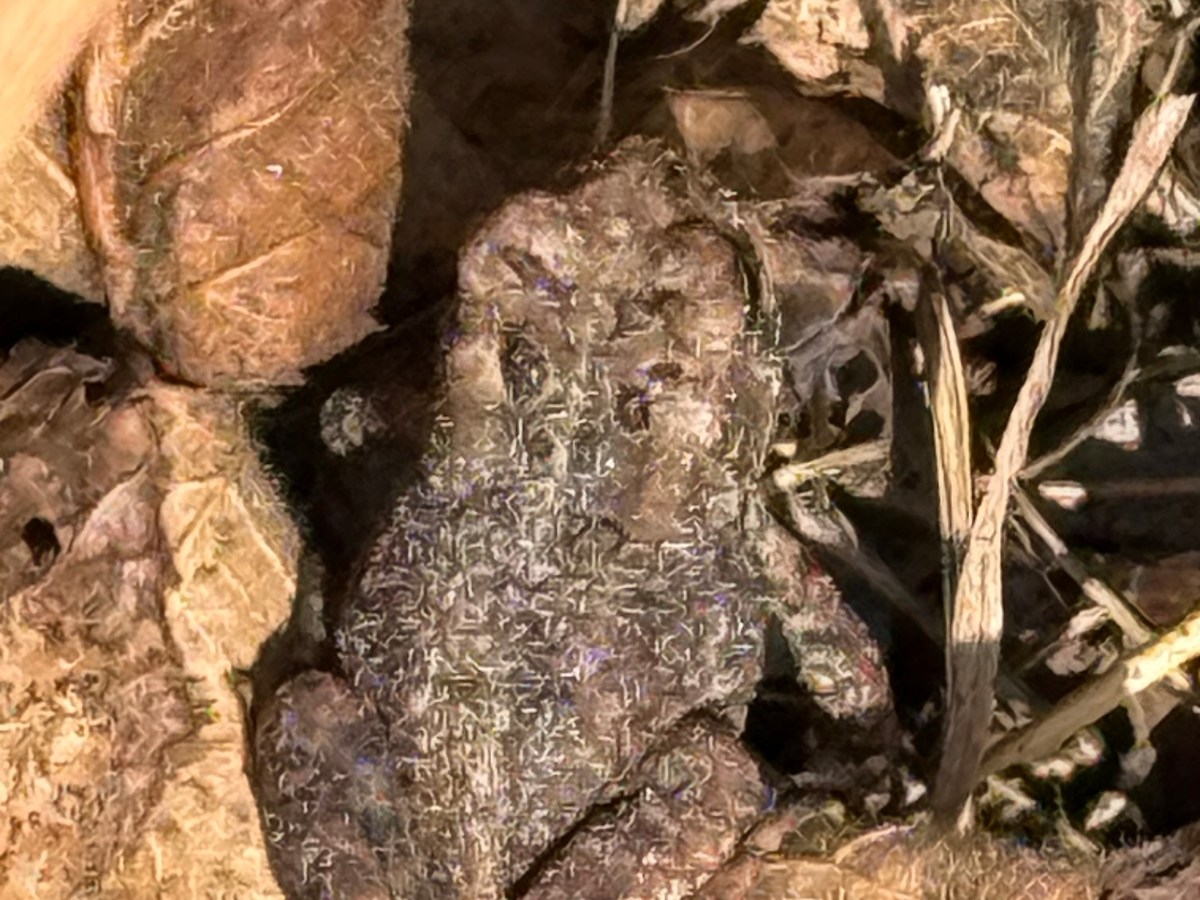 Something with Toads
