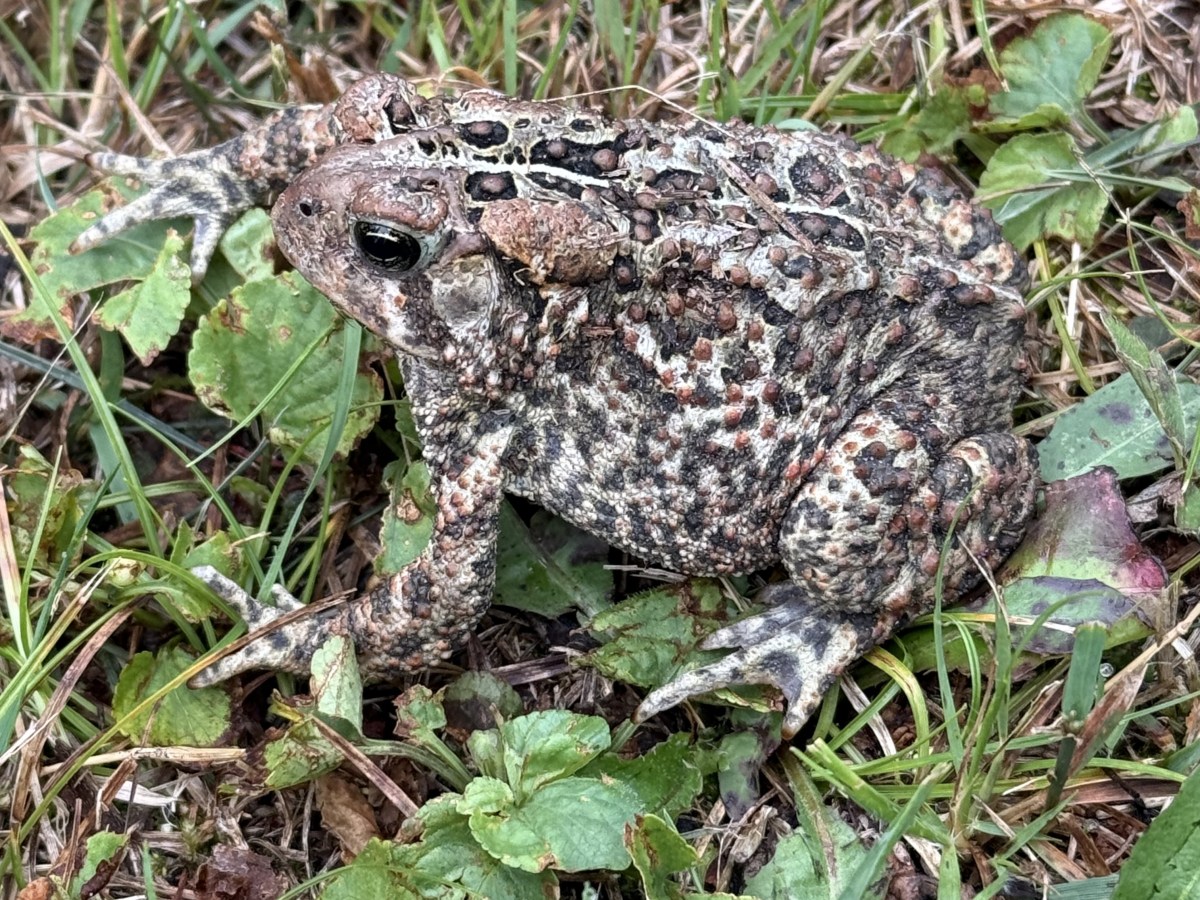 Something with Toads